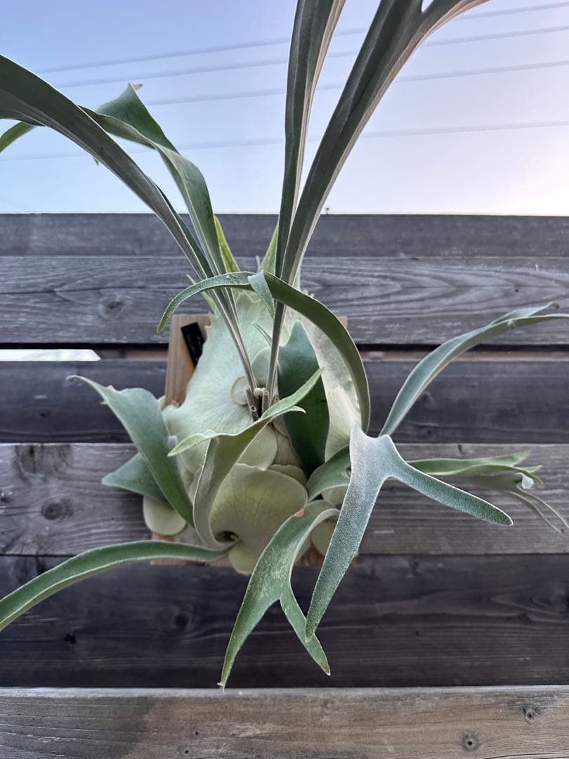 P.veitchii wild Australia OC 親株 群生