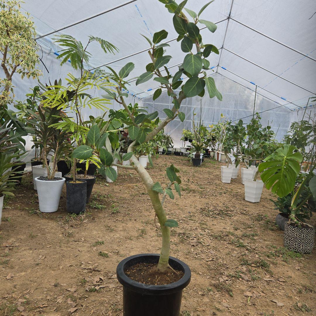 ④　フィカス　ベンガレンシ　8号曲がり仕立て「螺旋」特大苗木最高等級極上品‼️