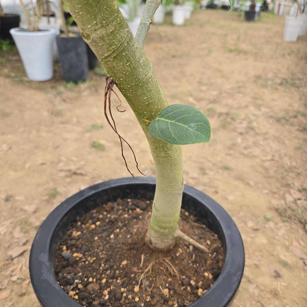 ④　フィカス　ベンガレンシ　8号曲がり仕立て「螺旋」特大苗木最高等級極上品‼️