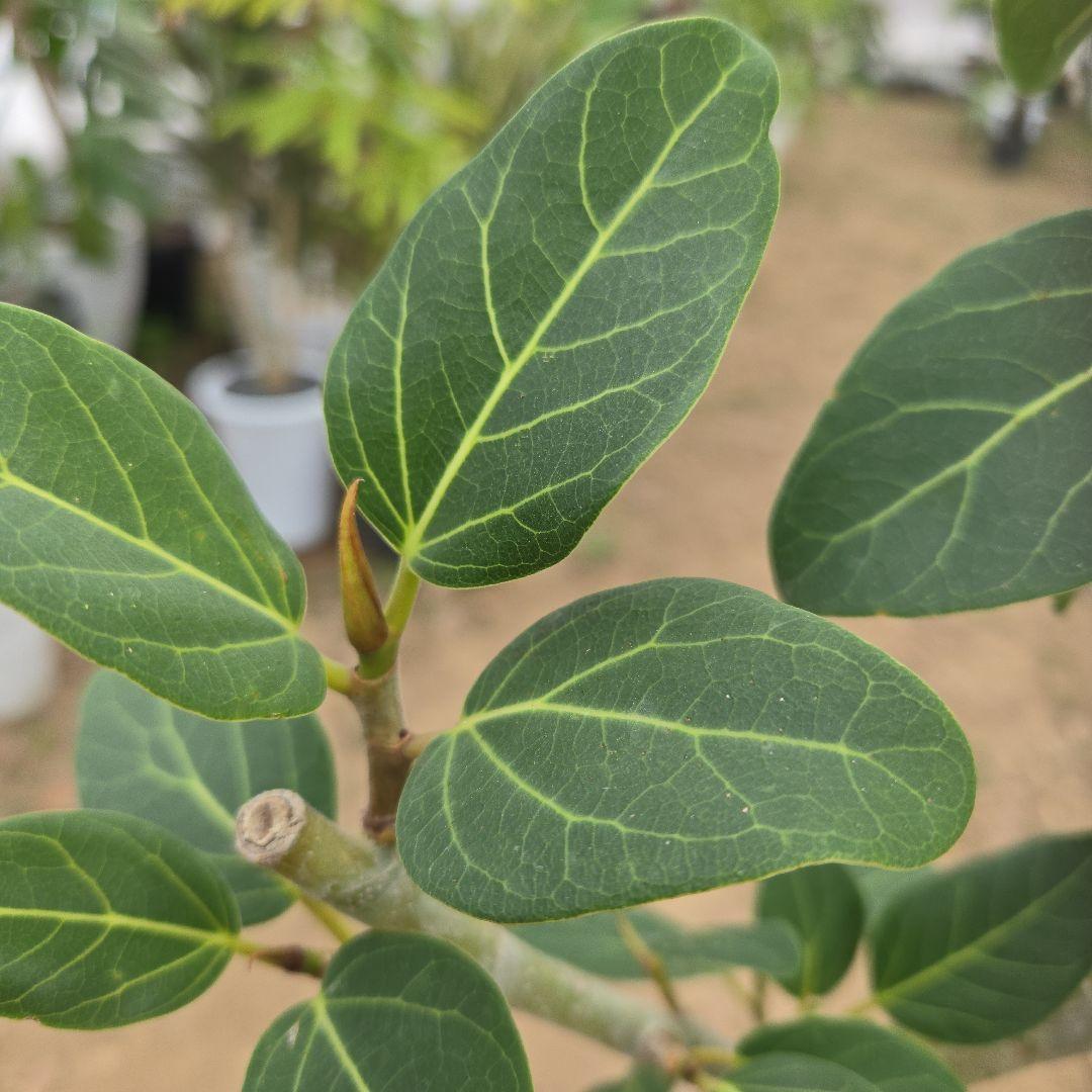 ④　フィカス　ベンガレンシ　8号曲がり仕立て「螺旋」特大苗木最高等級極上品‼️