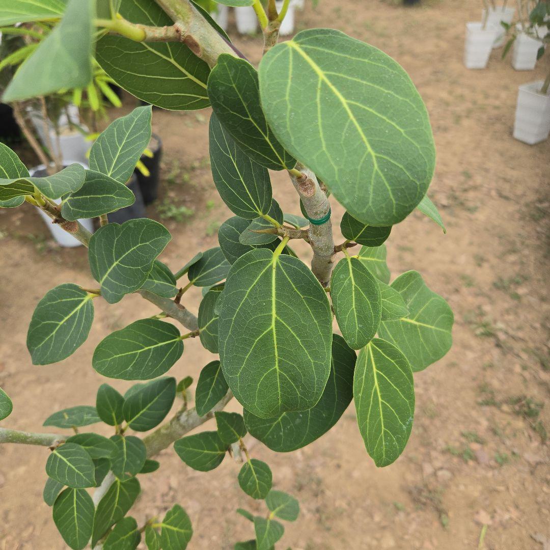 ④　フィカス　ベンガレンシ　8号曲がり仕立て「螺旋」特大苗木最高等級極上品‼️