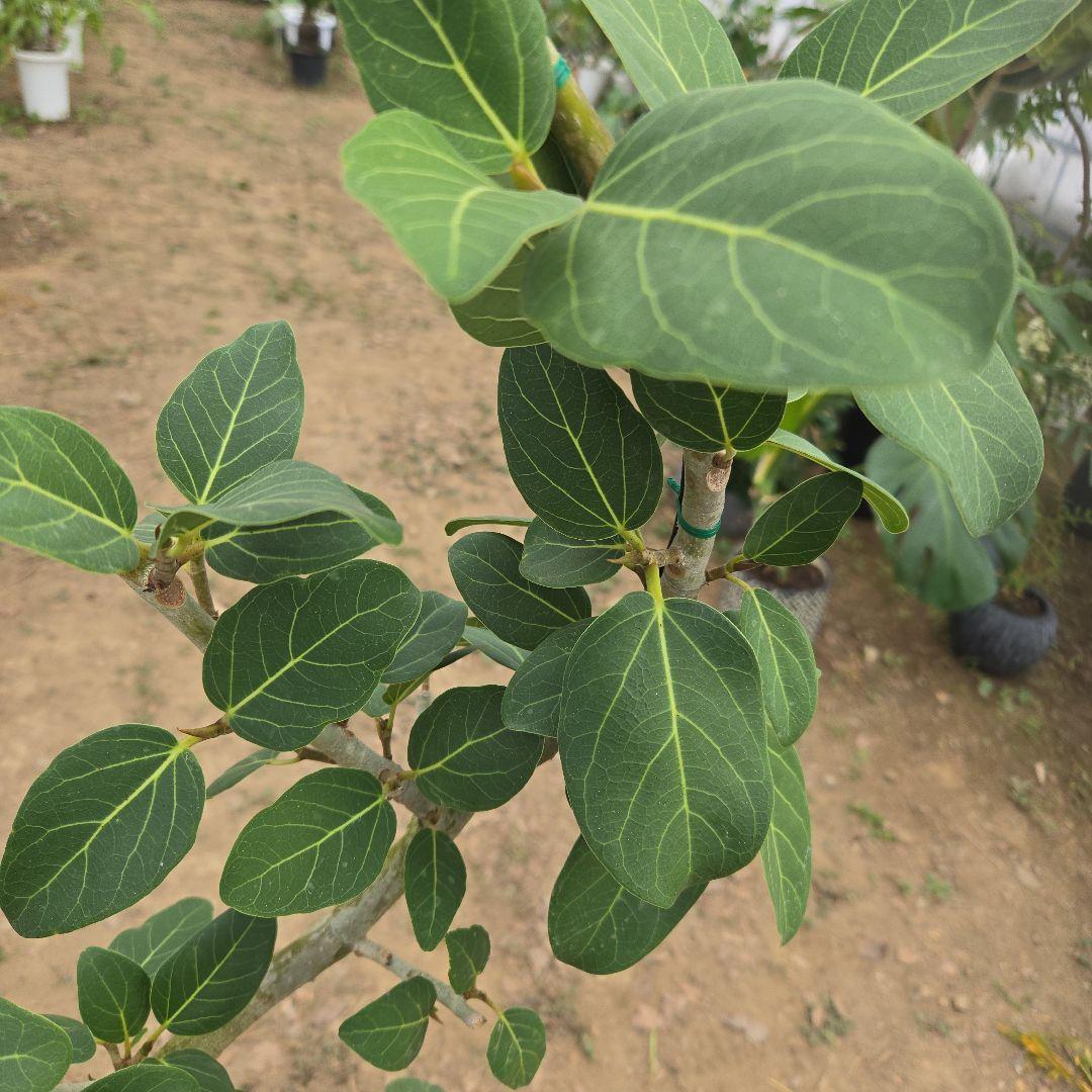 ④　フィカス　ベンガレンシ　8号曲がり仕立て「螺旋」特大苗木最高等級極上品‼️