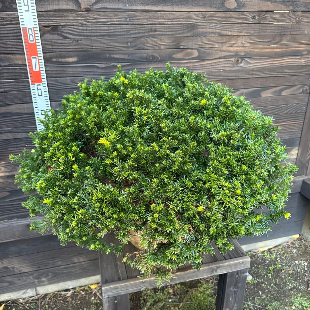 キンキャラ/大玉【現品発送】管理70740