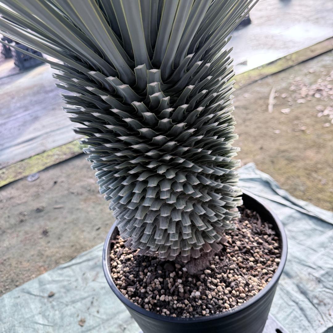 【AL1137】ユッカ　ロストラータ　超超美形 シルバーブルー　感動個体