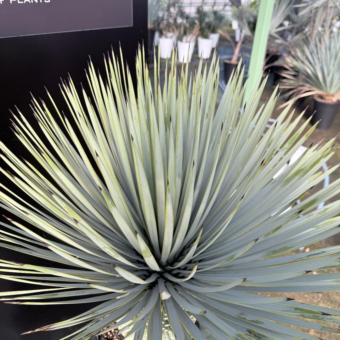 【AL1137】ユッカ　ロストラータ　超超美形 シルバーブルー　感動個体