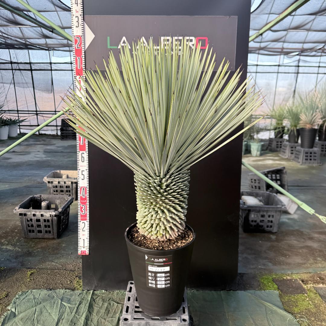 【AL1137】ユッカ　ロストラータ　超超美形 シルバーブルー　感動個体