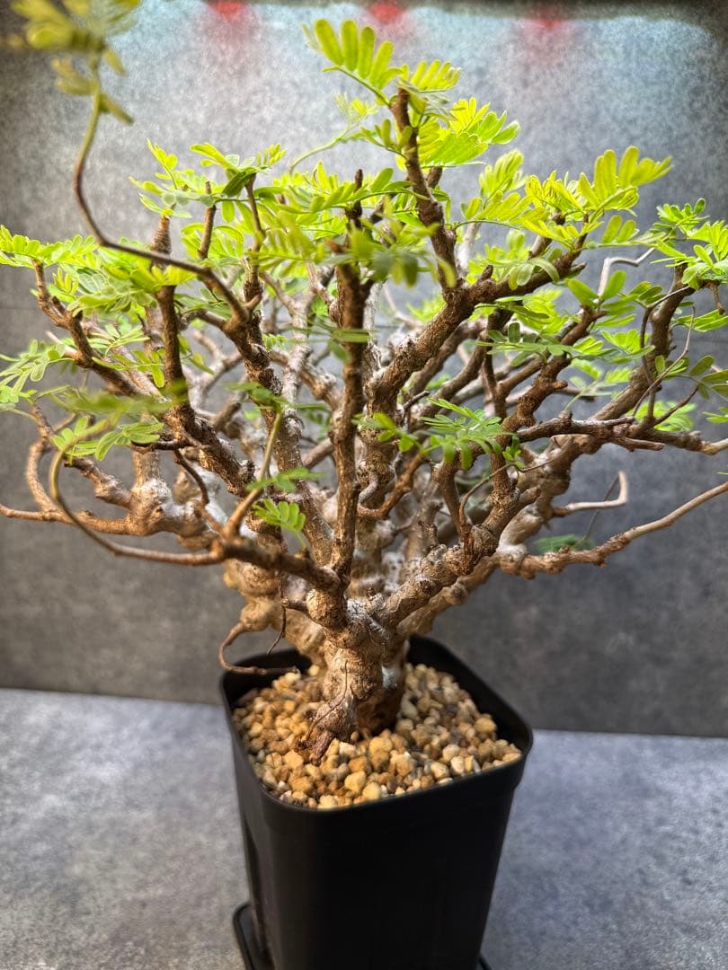 センナ　メリディオナリス　海外実生　発根済み　283