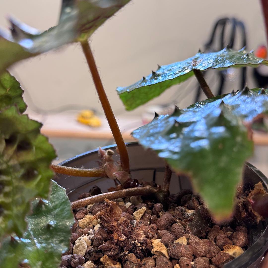 h*o様 26 ベゴニア　フェロックス　トゲトゲ　大きめ