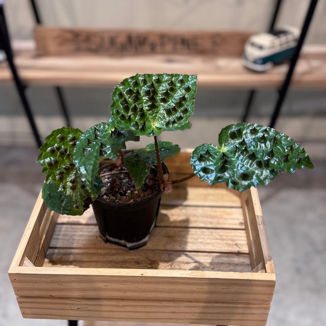 h*o様 26 ベゴニア　フェロックス　トゲトゲ　大きめ