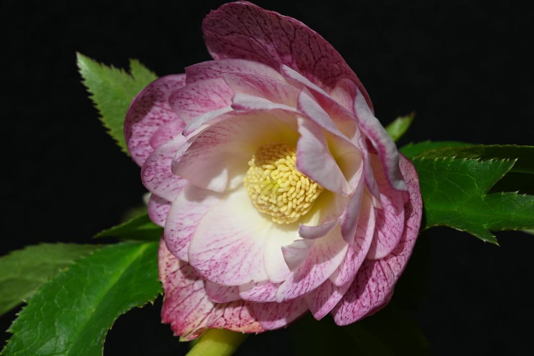 クリスマスローズ　認定プリマヴェーラビンクゴールド　加藤農園