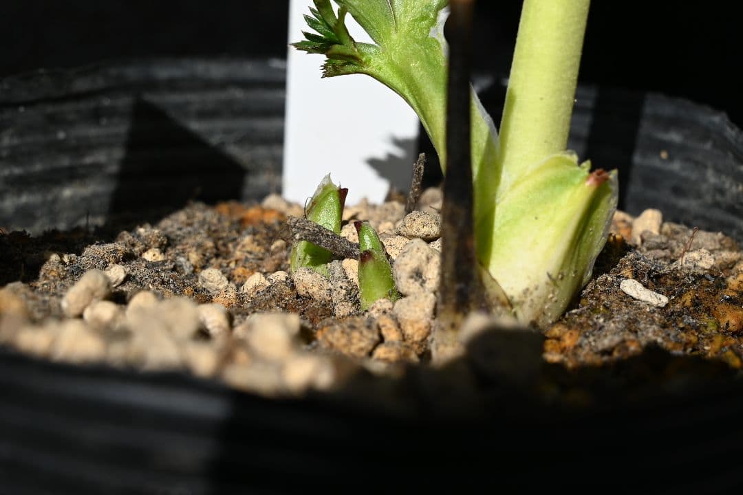 クリスマスローズ　認定プリマヴェーラビンクゴールド　加藤農園