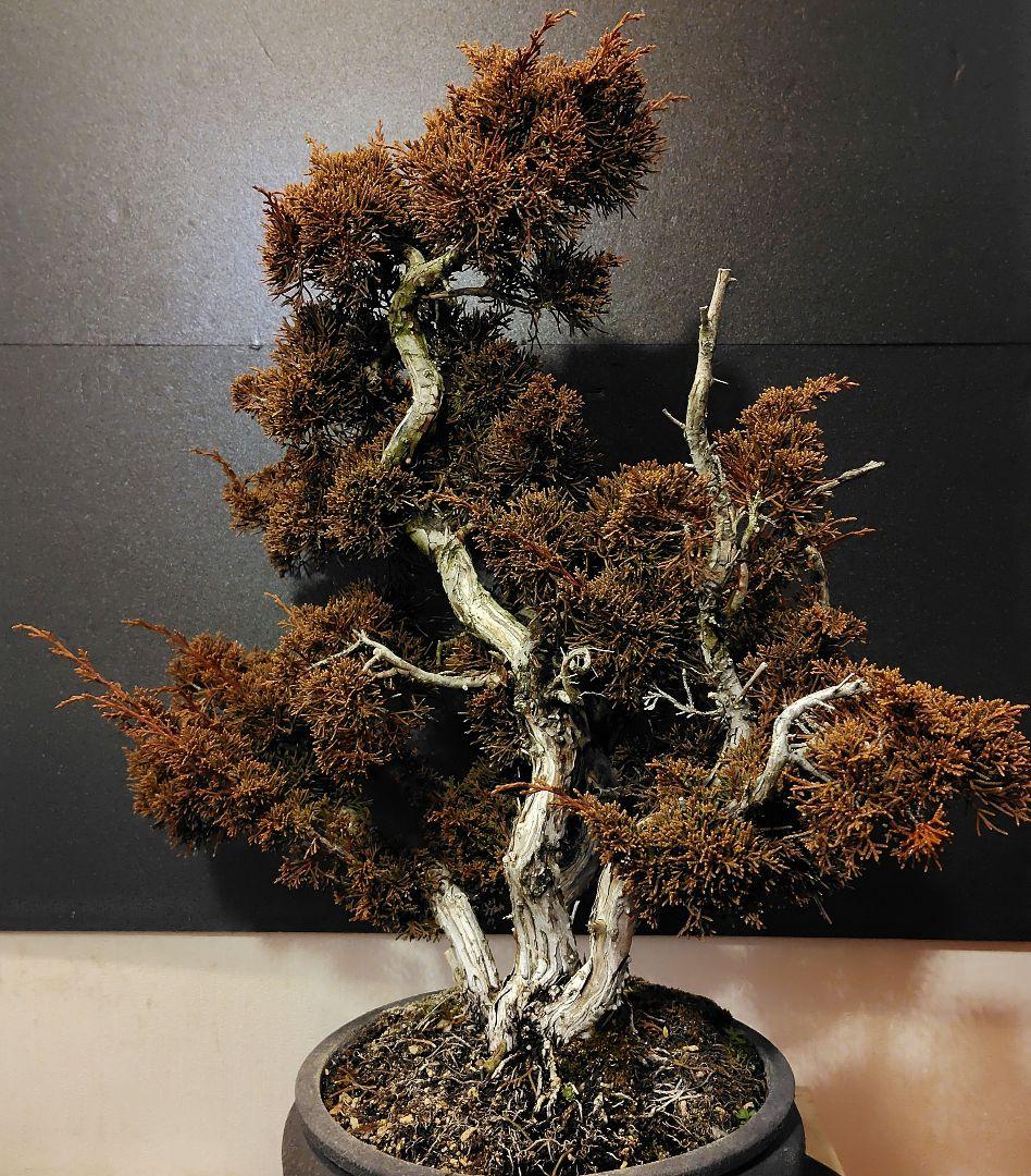 訳あり品！真柏盆栽！