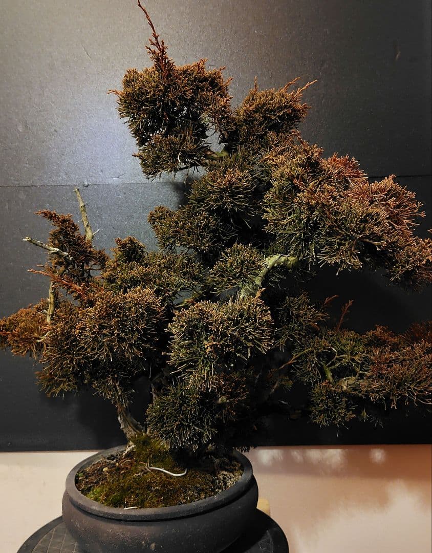 訳あり品！真柏盆栽！