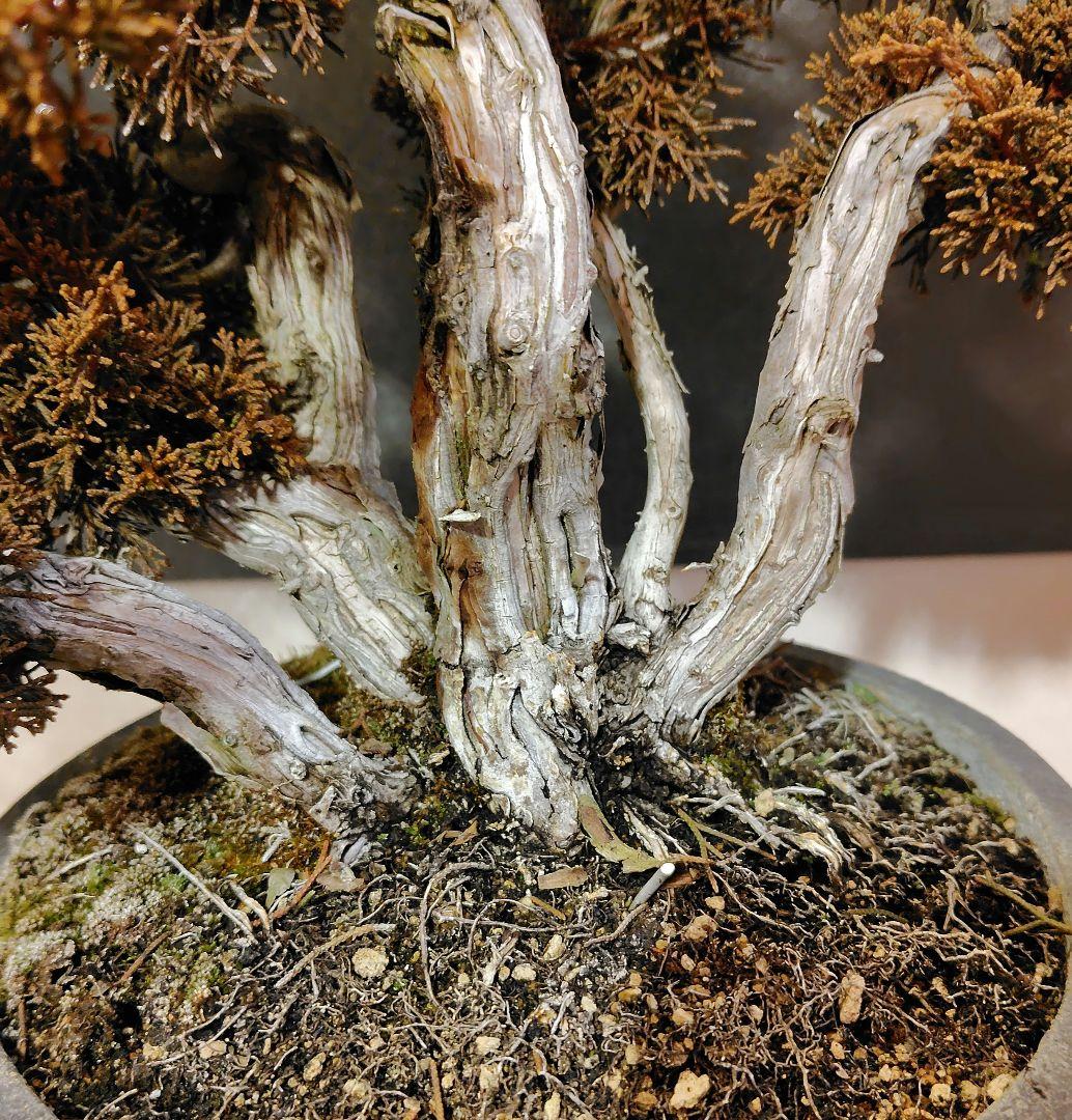 訳あり品！真柏盆栽！