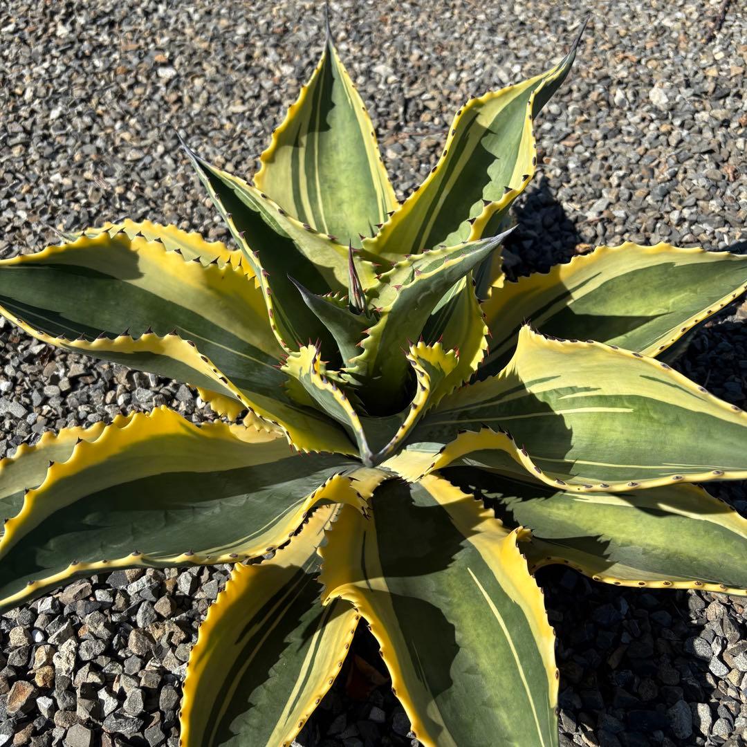 アガベ サルミアナ フェロックス　リップルエフェクト　【鉢ごと発送】　発根済み