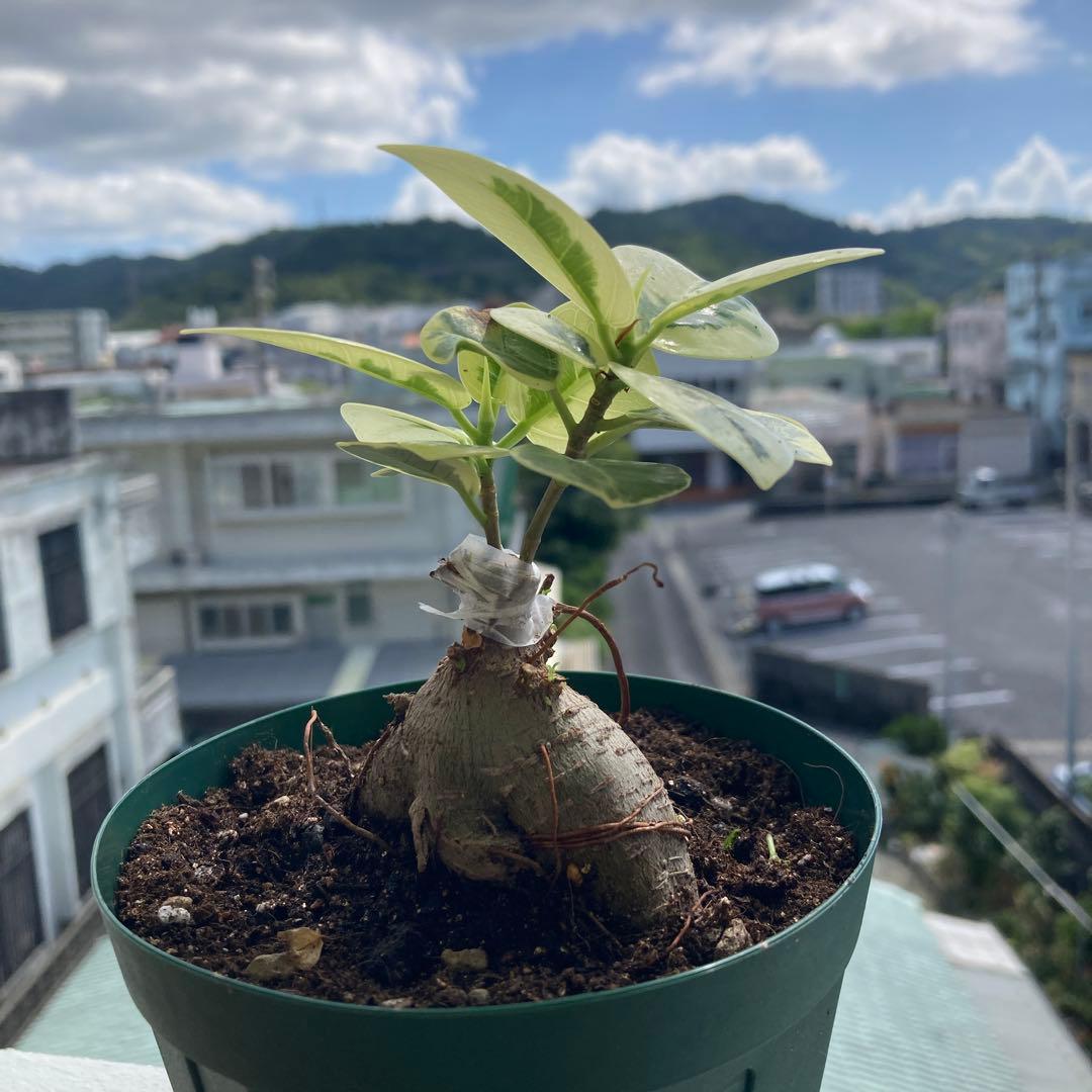 R*i様 【接木／2本仕立て】斑入り パンダガジュマル