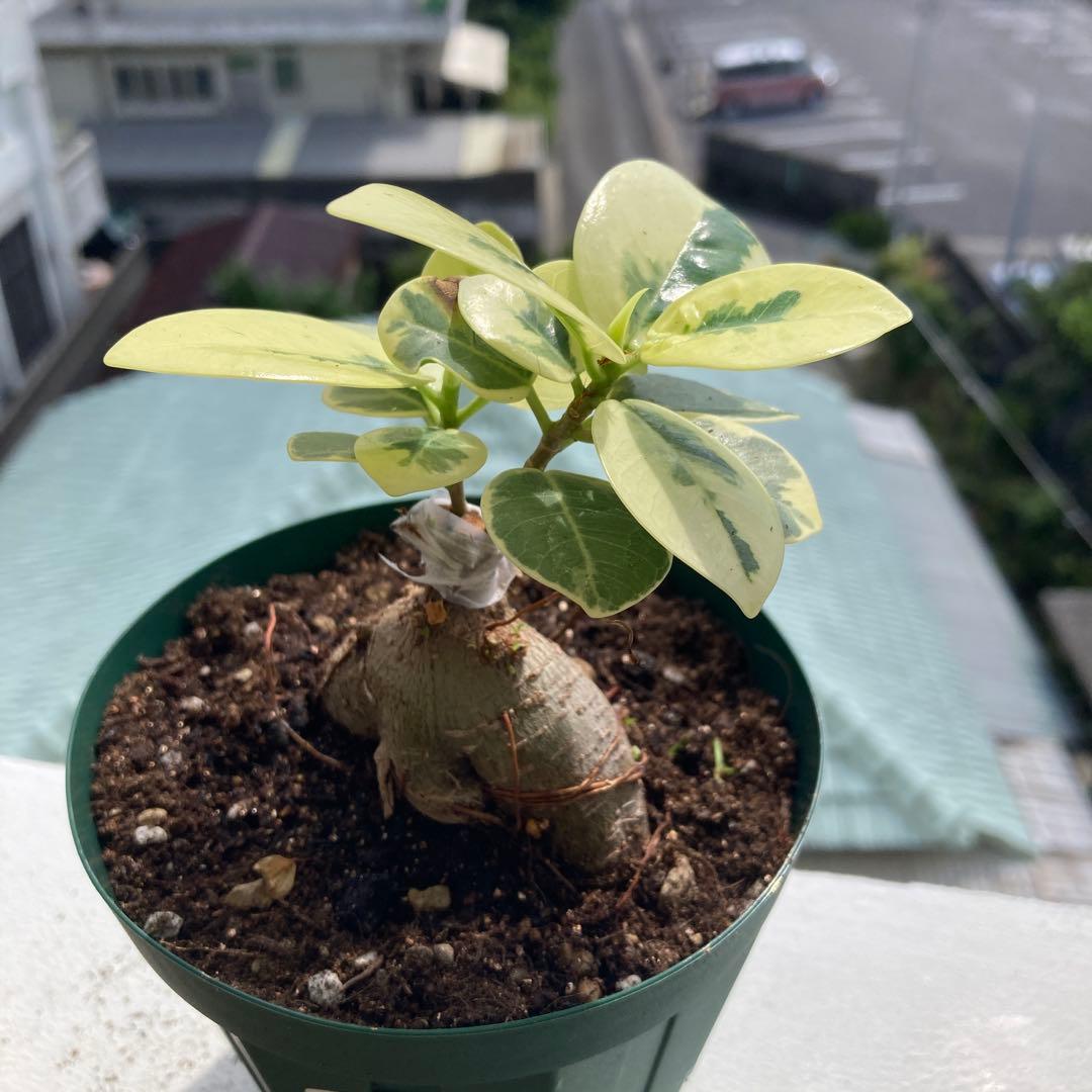 R*i様 【接木／2本仕立て】斑入り パンダガジュマル