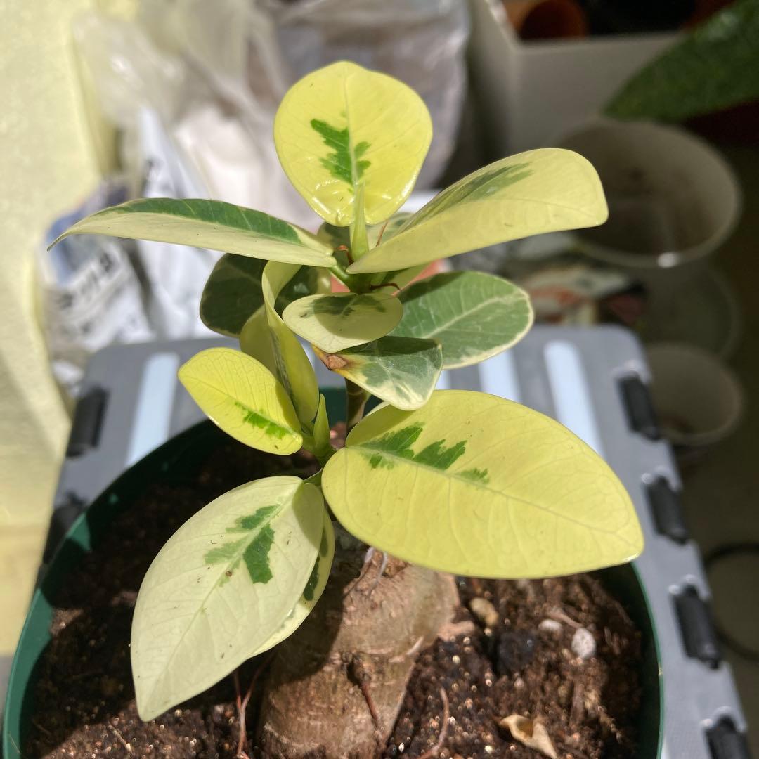 R*i様 【接木／2本仕立て】斑入り パンダガジュマル