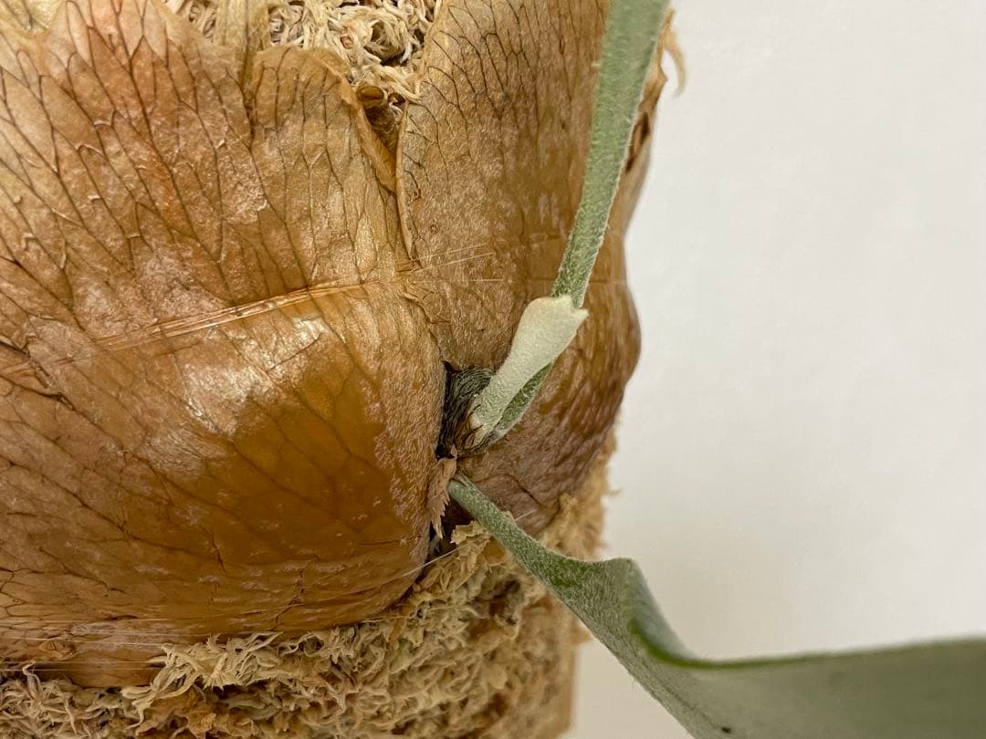 オリジナル pup vellii ベリー ビカクシダ veitchii