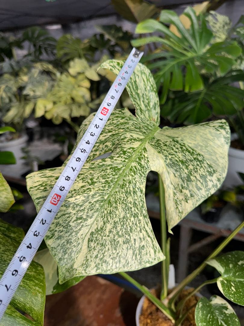 S*u様 T19モンステラ　タイコンステレーション　スターライト