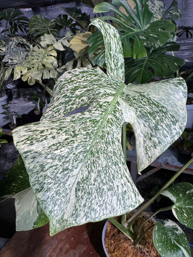 S*u様 T19モンステラ　タイコンステレーション　スターライト