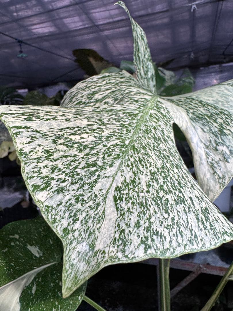 S*u様 T19モンステラ　タイコンステレーション　スターライト