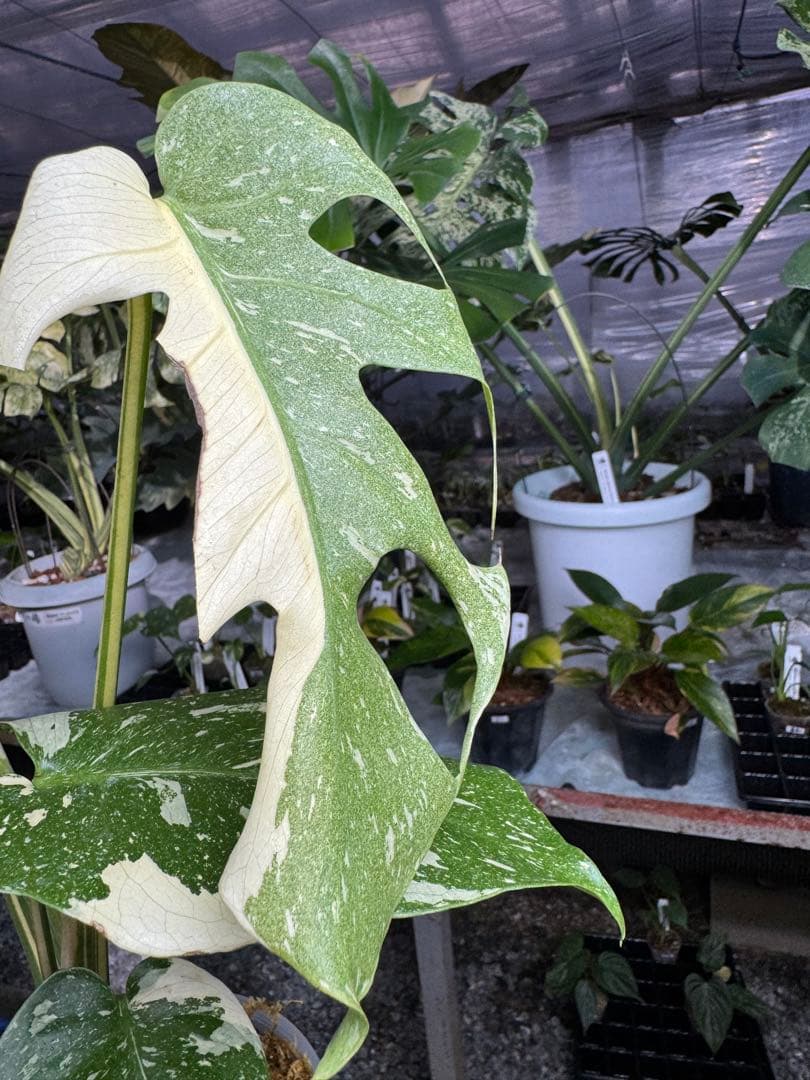 S*u様 T19モンステラ　タイコンステレーション　スターライト