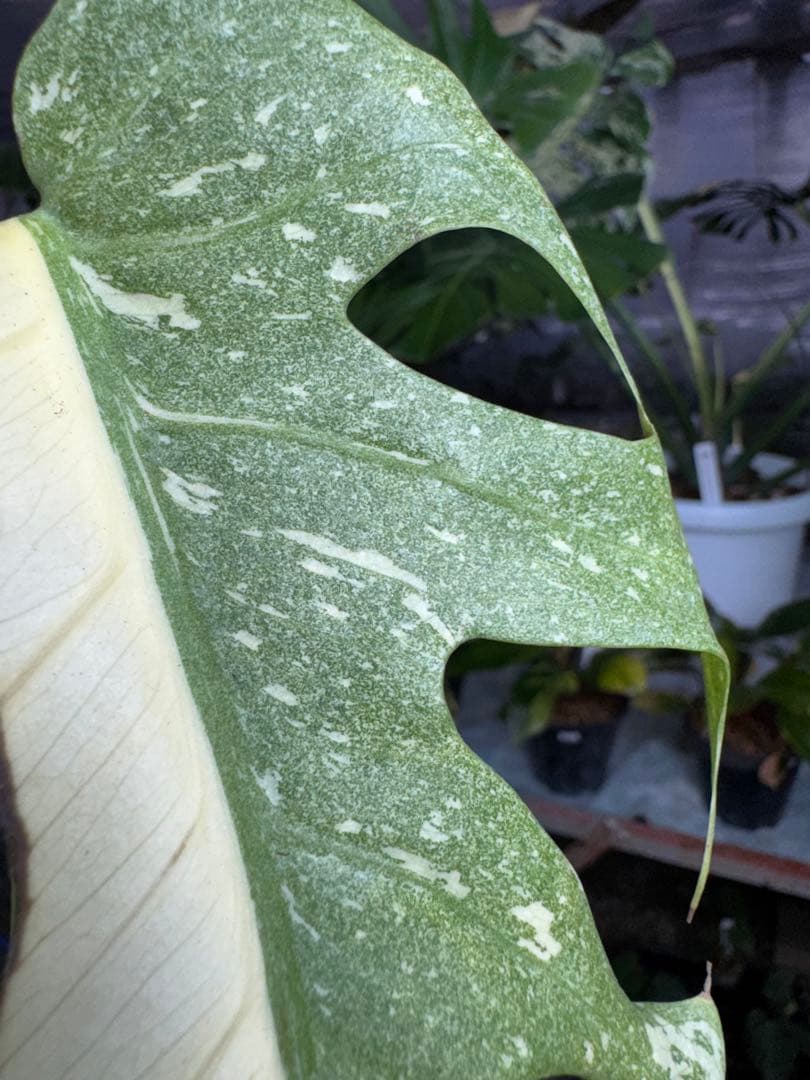 S*u様 T19モンステラ　タイコンステレーション　スターライト