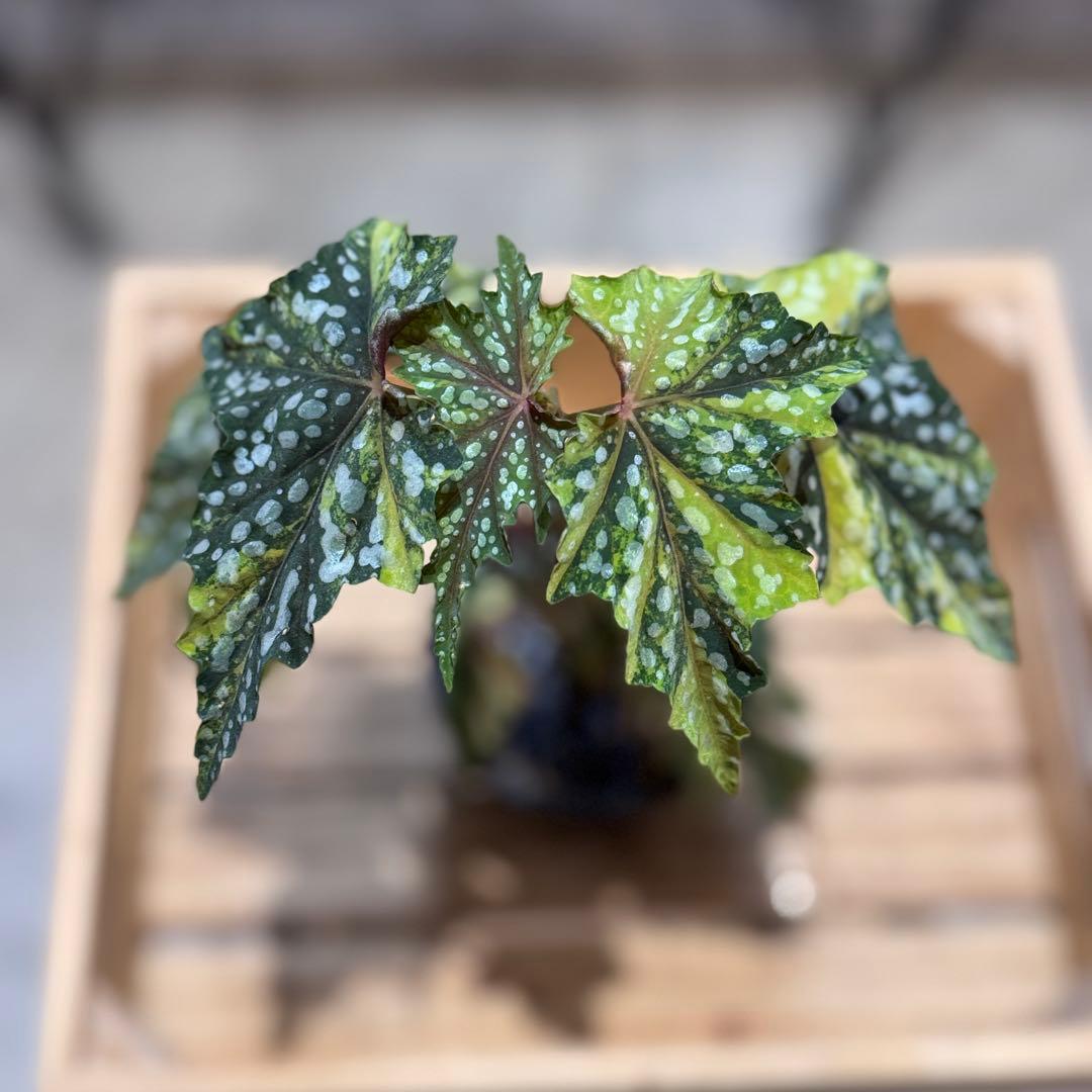 R*9様 10 ベゴニア　イズモノキラボシ　斑入り　ピンク斑に変化　激激レア　日