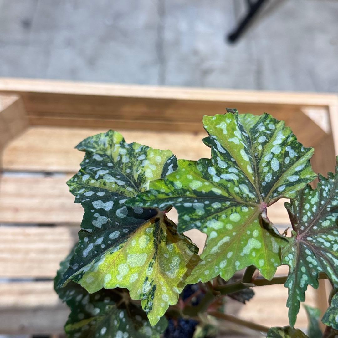 R*9様 10 ベゴニア　イズモノキラボシ　斑入り　ピンク斑に変化　激激レア　日