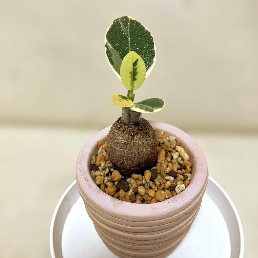 【丸幹】パンダガジュマル　斑入り　接木