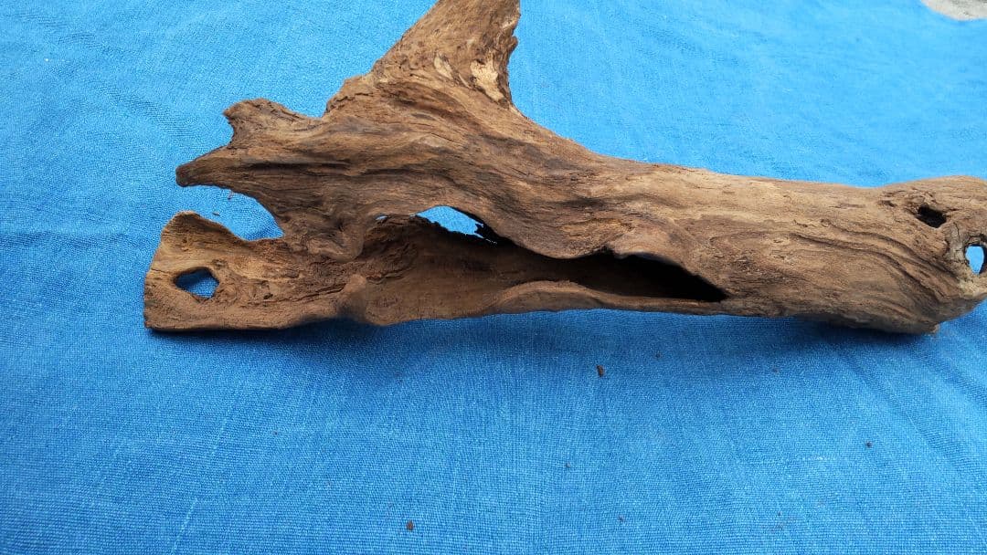 流木  淡水採取