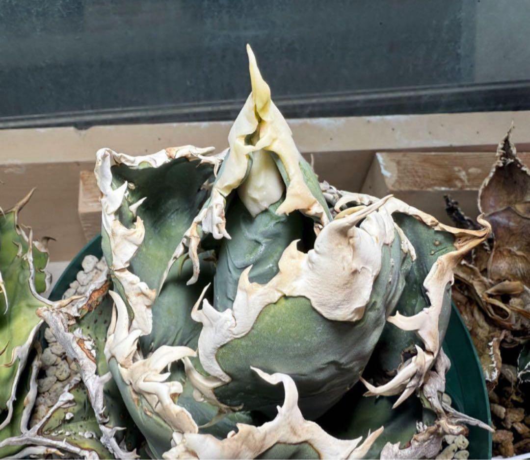 【選抜】オテロイ アイスクリーム ノーネーム 子株 アガベ チタノタ