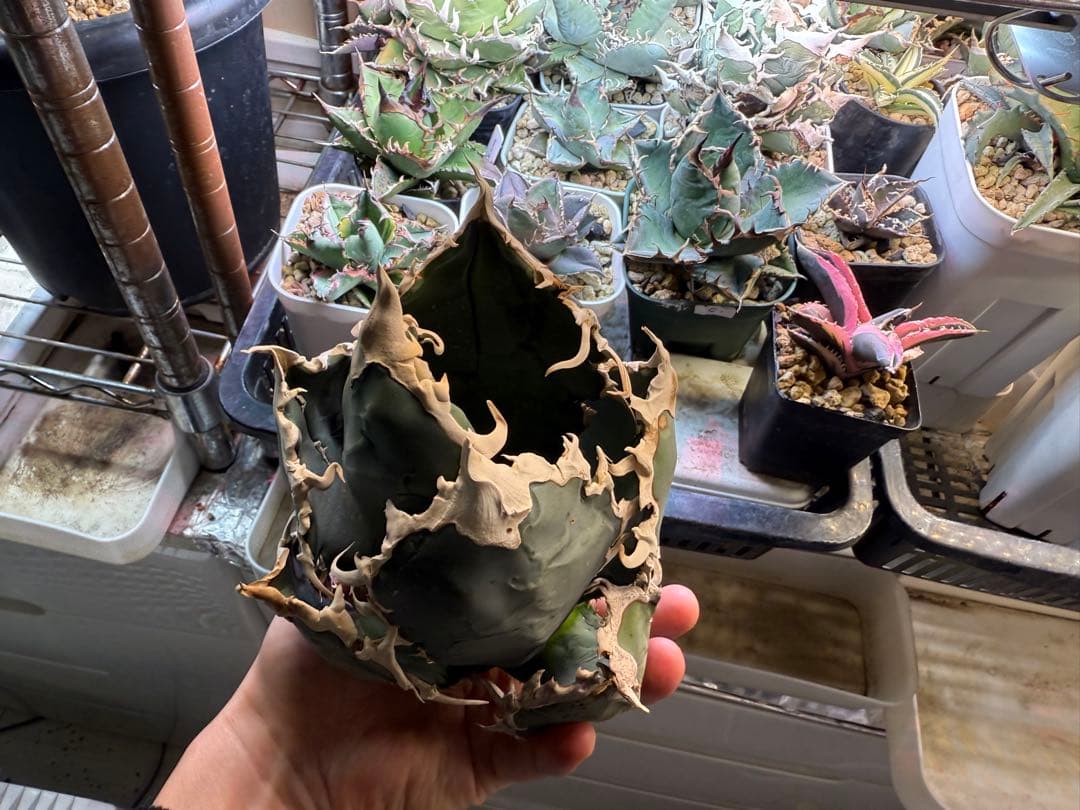 【選抜】オテロイ アイスクリーム ノーネーム 子株 アガベ チタノタ