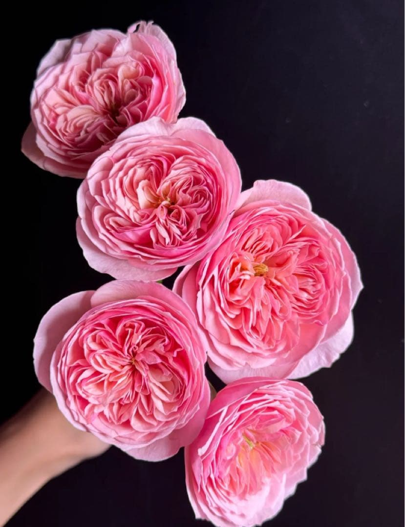 バラ苗切りバラ苗。　Rome♡バラ