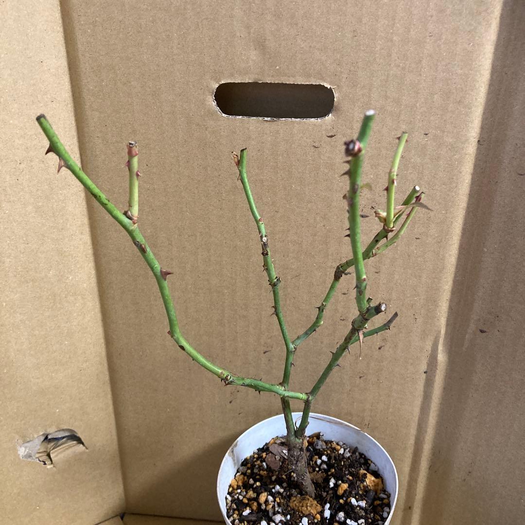 バラ苗切りバラ苗。　Rome♡バラ