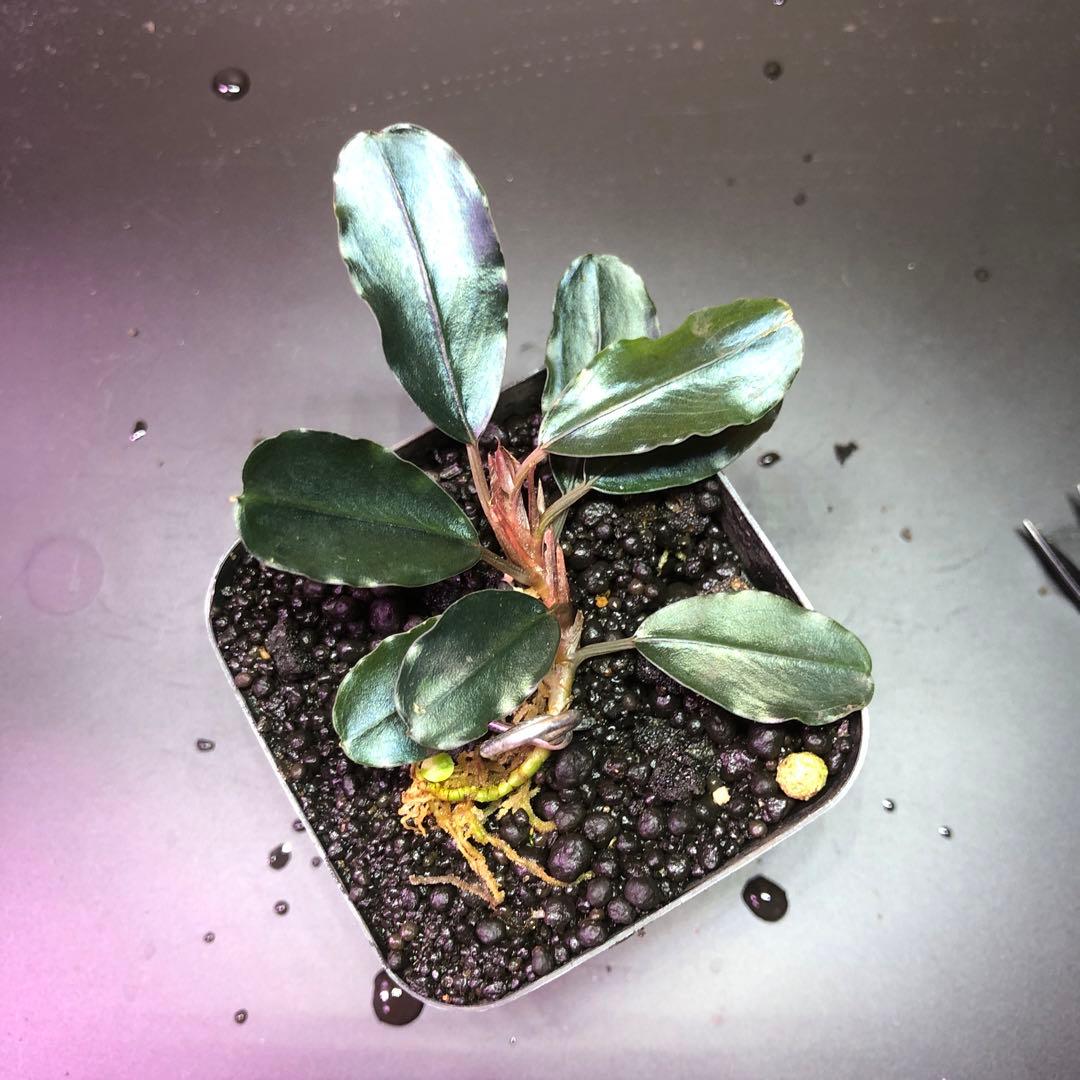 ブセファランドラ sp. Purple 水上葉