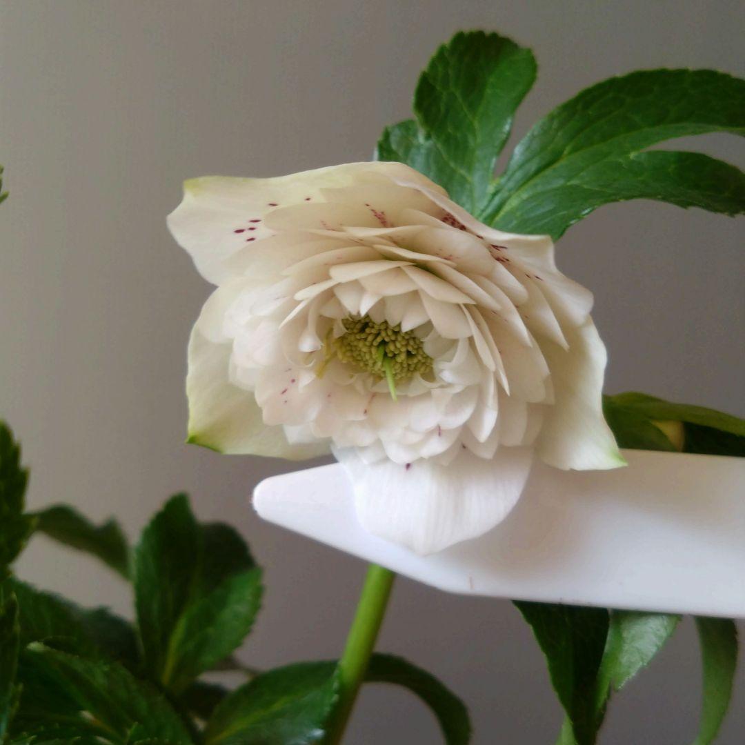 クリスマスローズ　多弁ホワイトブロッチdd　開花見込み大株