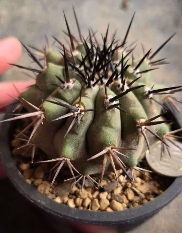 コピアポア　黒王丸　 実生継ぎ下ろし