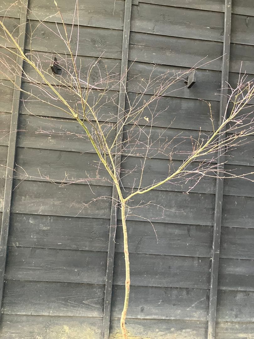 41 山採り　イロハモミジ