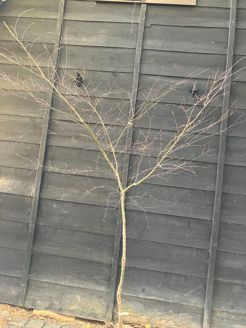 41 山採り　イロハモミジ