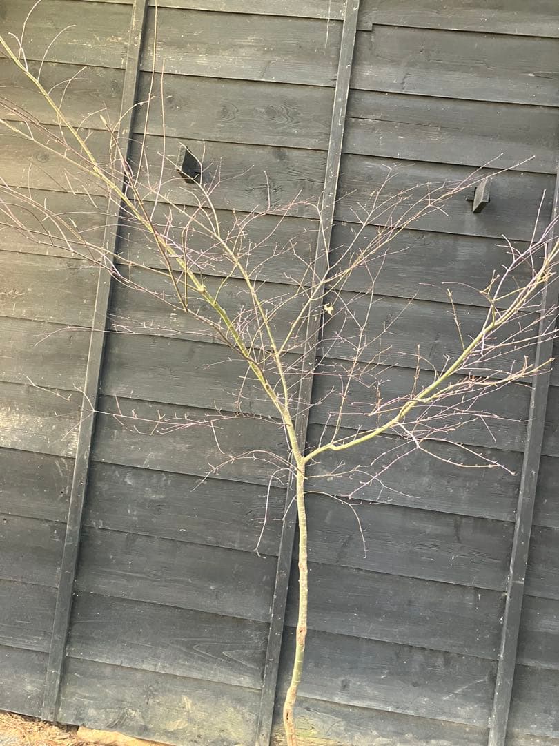 41 山採り　イロハモミジ