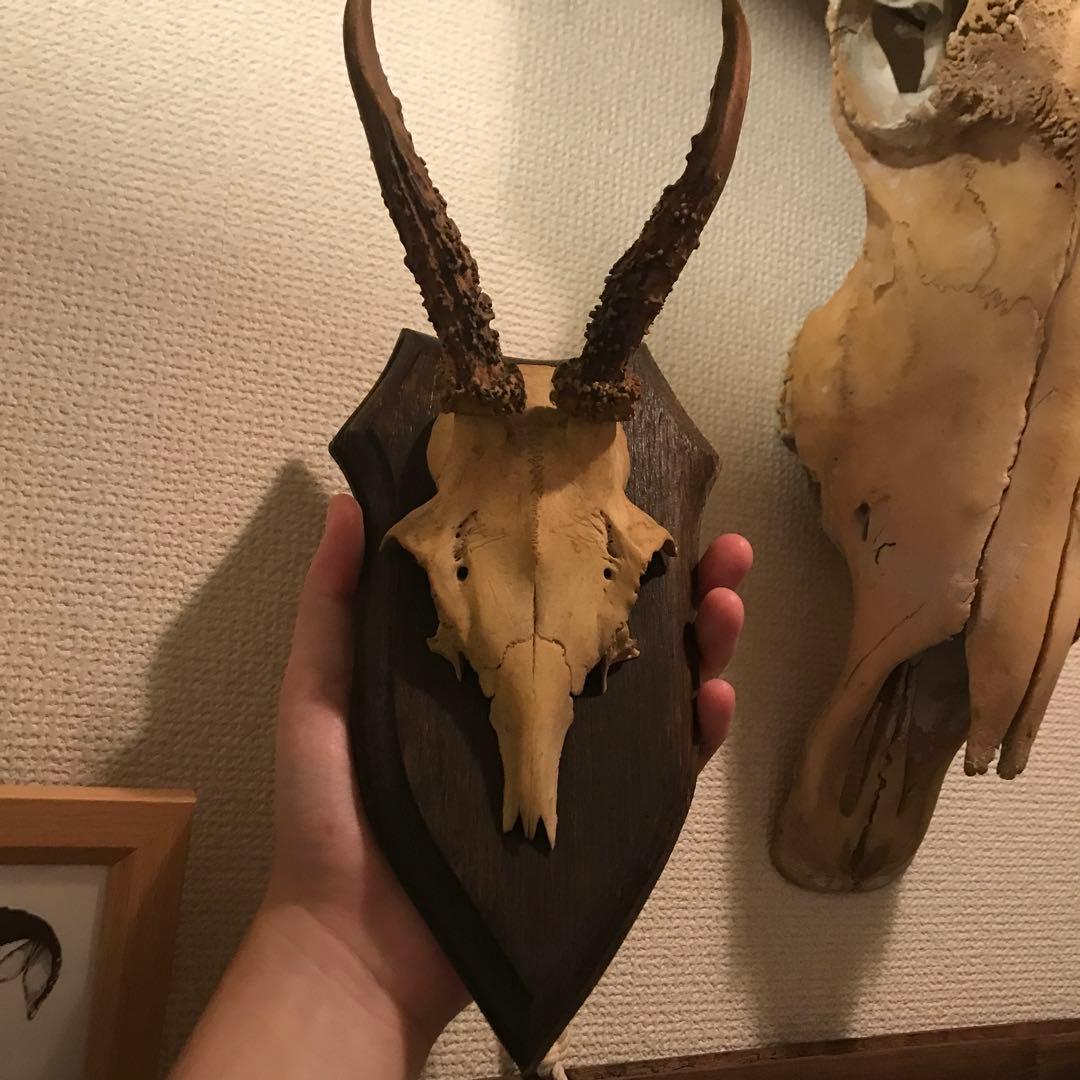 ノロジカ　ハンティングトロフィー　頭骨　鹿の角　剥製　アンティーク　雑貨　チーク
