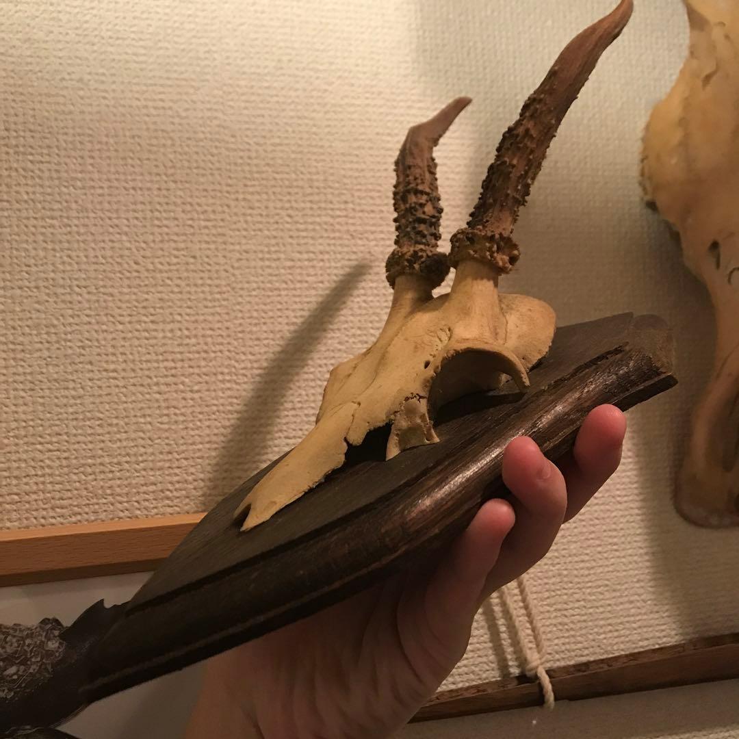 ノロジカ　ハンティングトロフィー　頭骨　鹿の角　剥製　アンティーク　雑貨　チーク