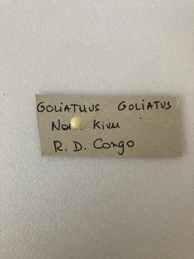 ゴライアスオオツノハナムグリ（コンゴ産）