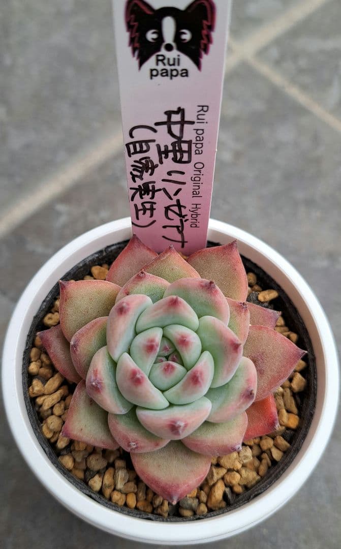 中里リンゼアナ　ルイパパ　札付き　鉢ごと