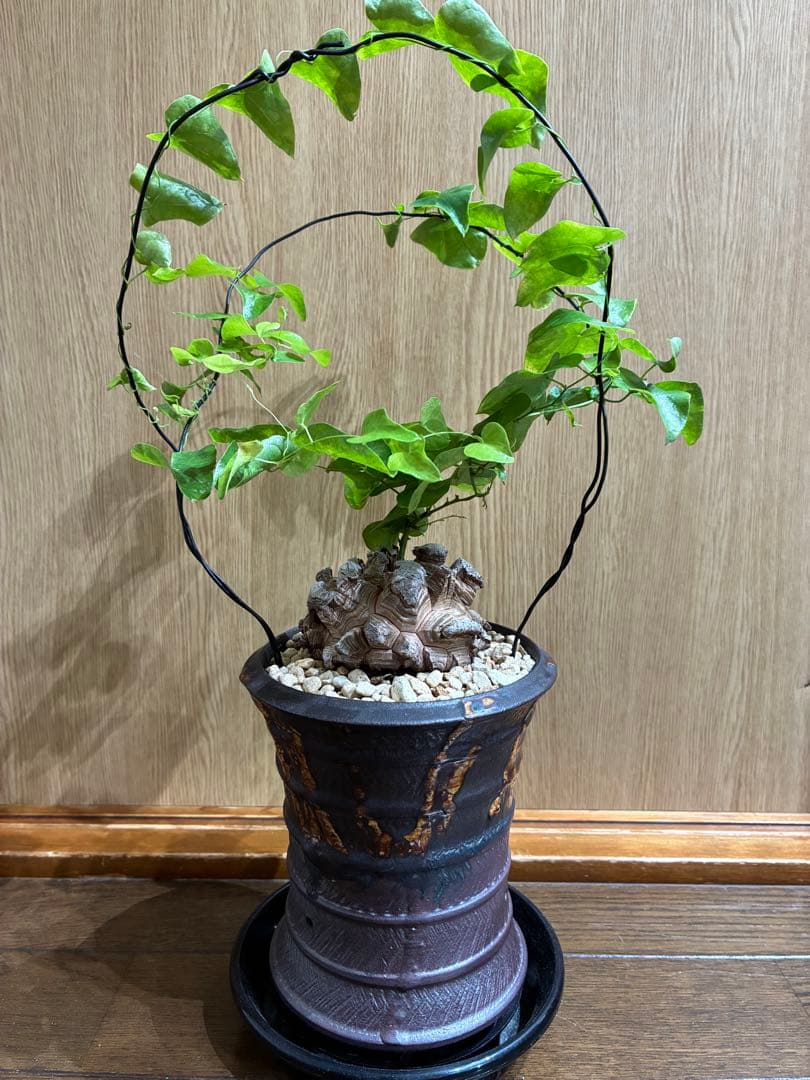 アルビ　美株　亀甲竜