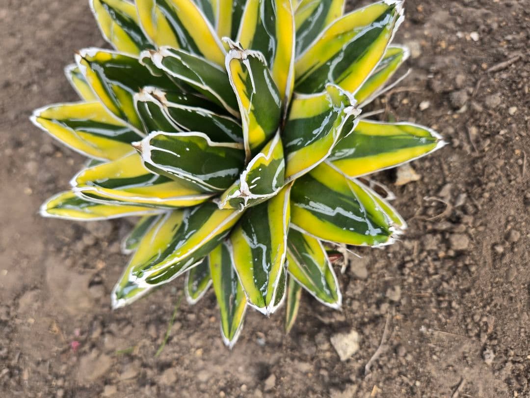 笹の雪　ダルマ輝山