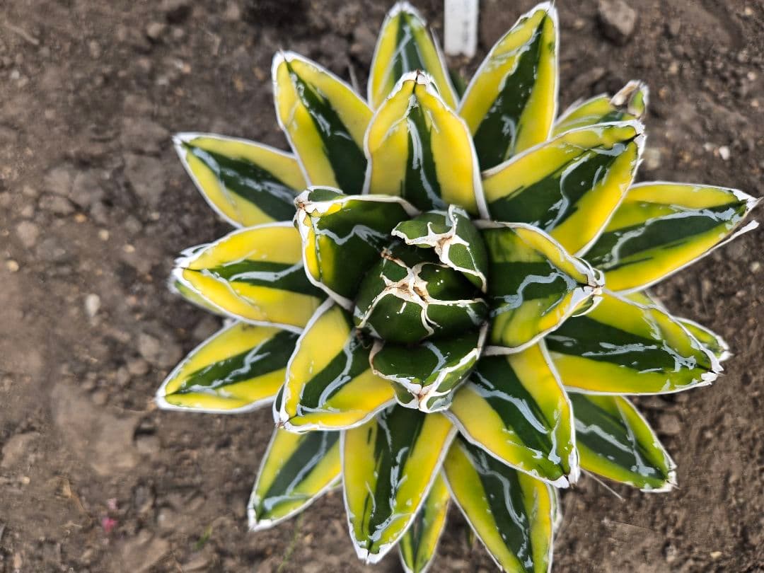 笹の雪　ダルマ輝山