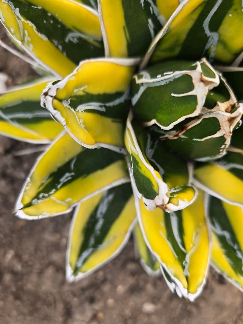笹の雪　ダルマ輝山